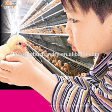 Cage de poulet à vendre / batterie cages poules pondeuses / équipement de volaille
